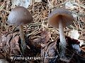 Mycena plumipes-amf2260